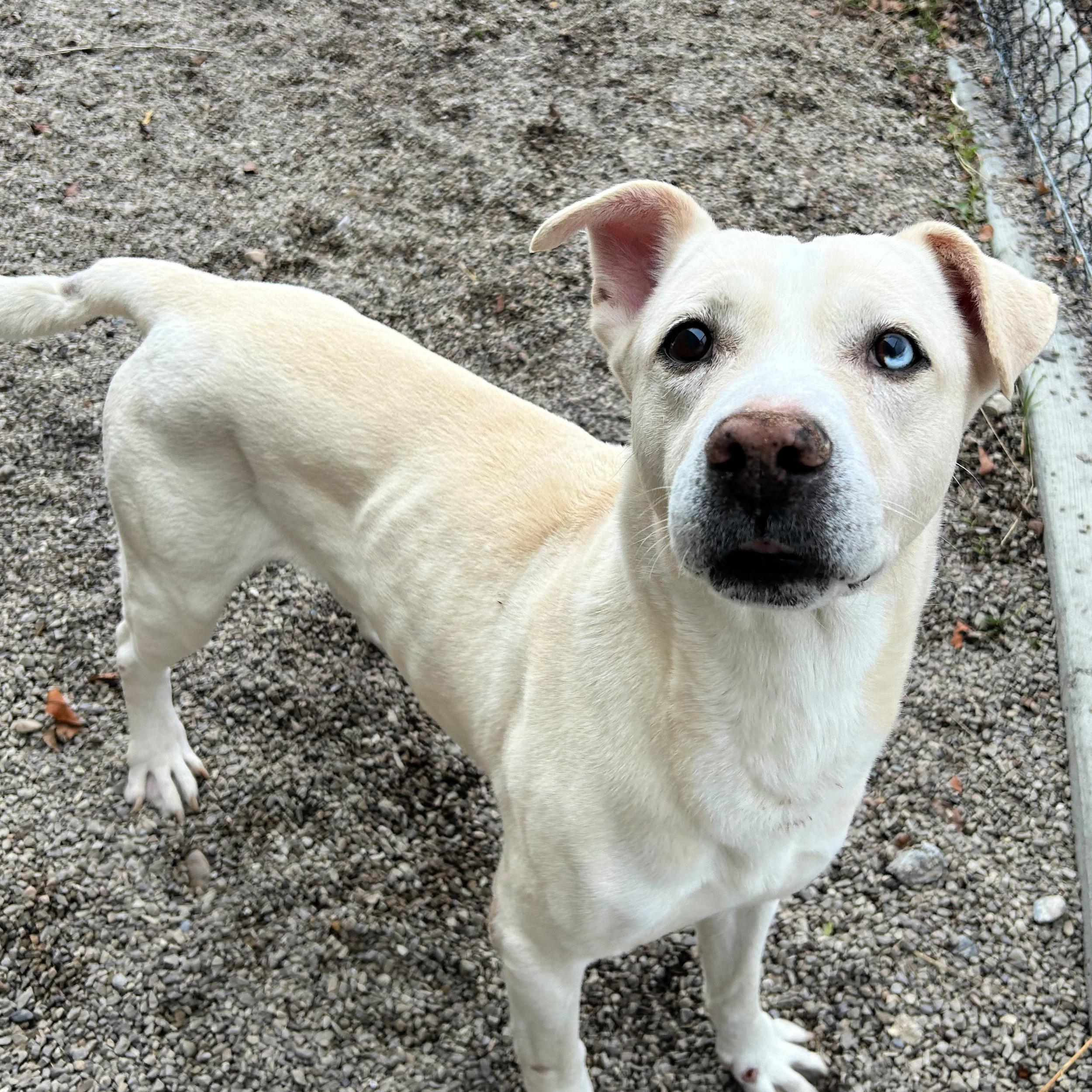 Luca, ADOPTABLE, Adult Male Husky & Labrador Retriever.