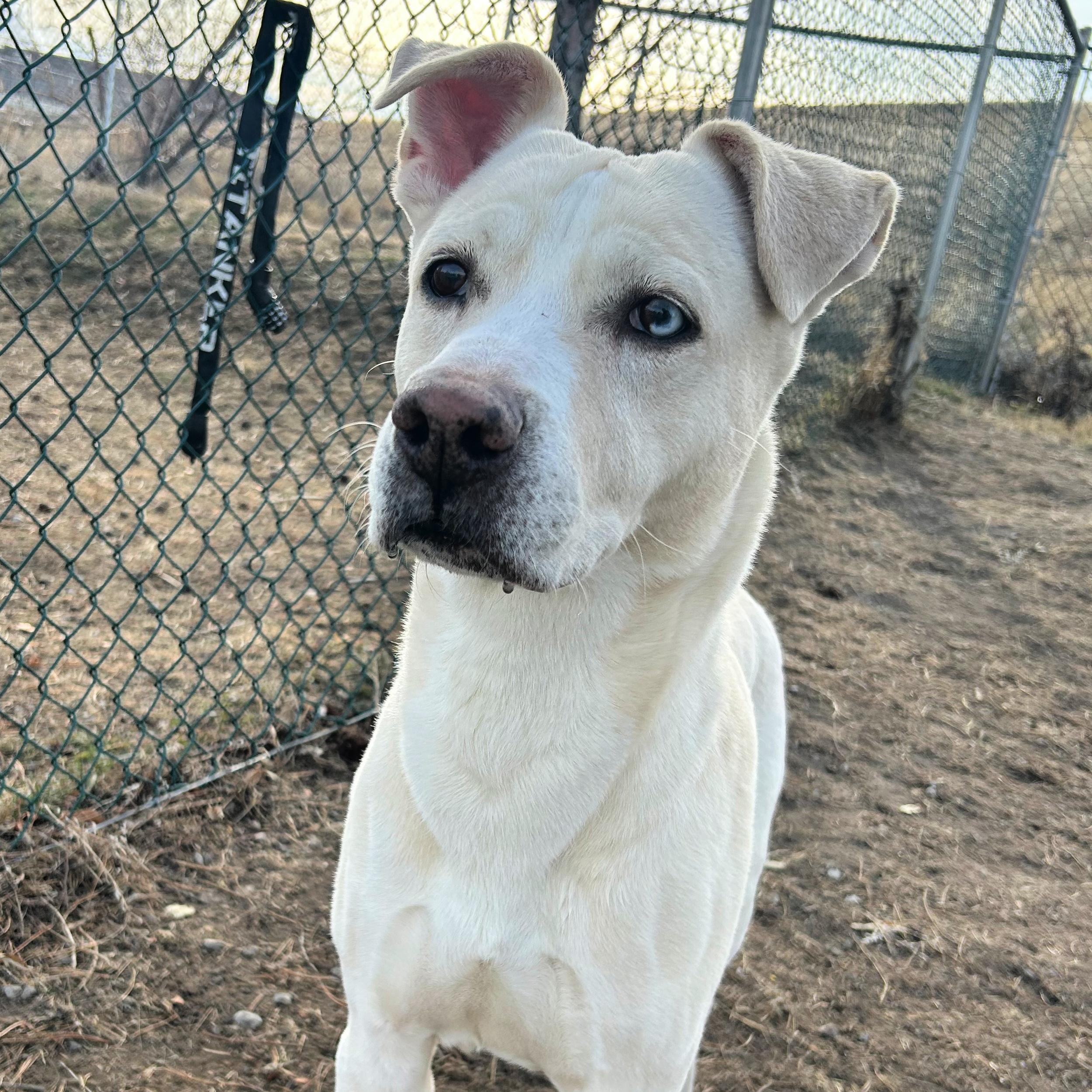 Luca, a ADOPTABLE mixed breed in Lindon, UT image 3/6