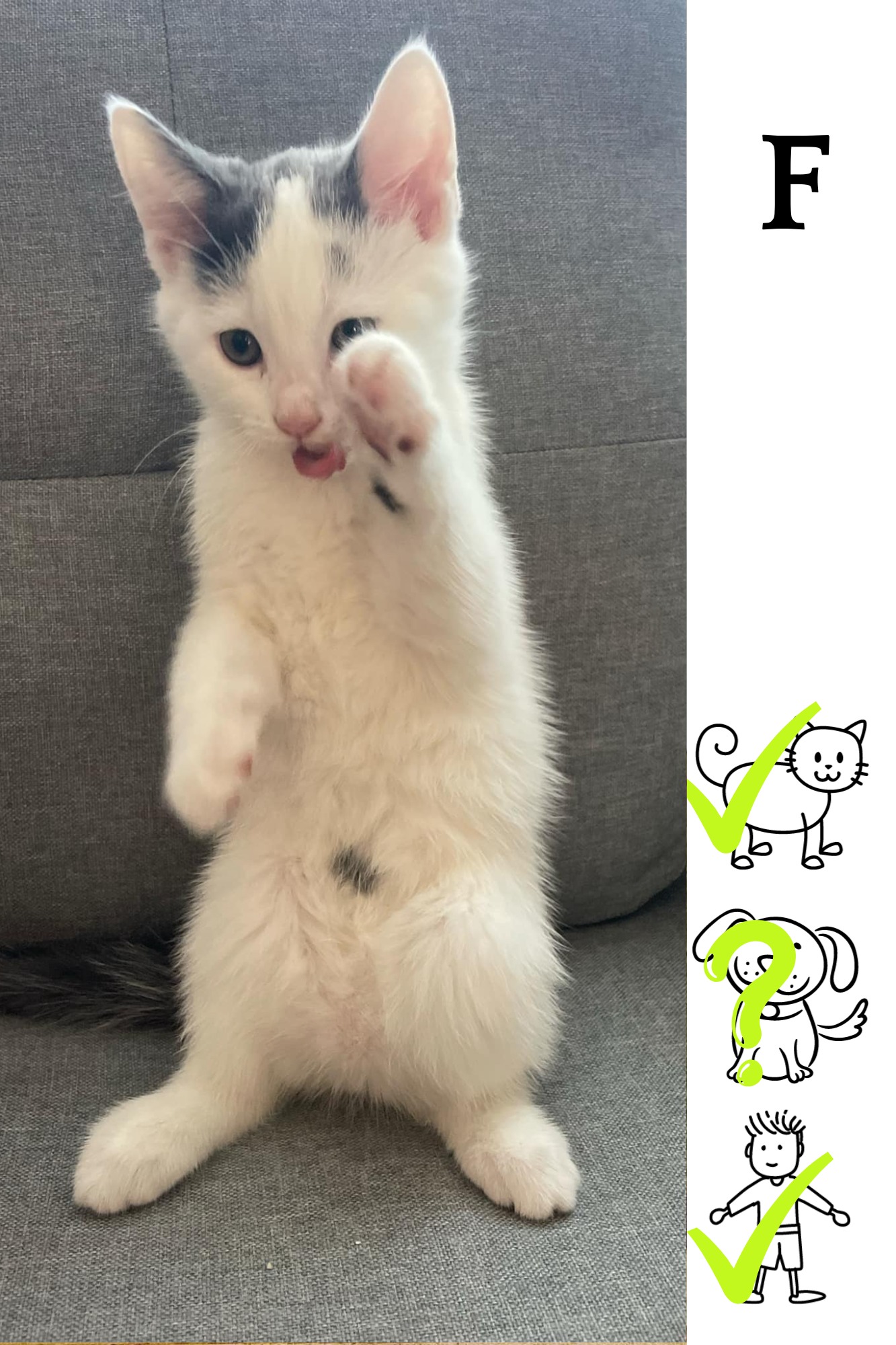 Enlarge Daisy, a Adopted Domestic Medium Hair in Longueuil, QC image 1/1