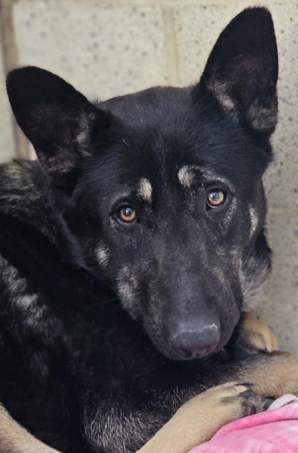 Shiba — thumbnail 2