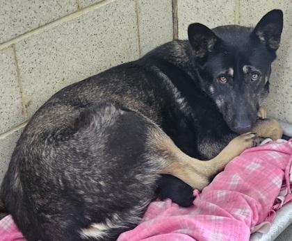 Shiba — thumbnail 3