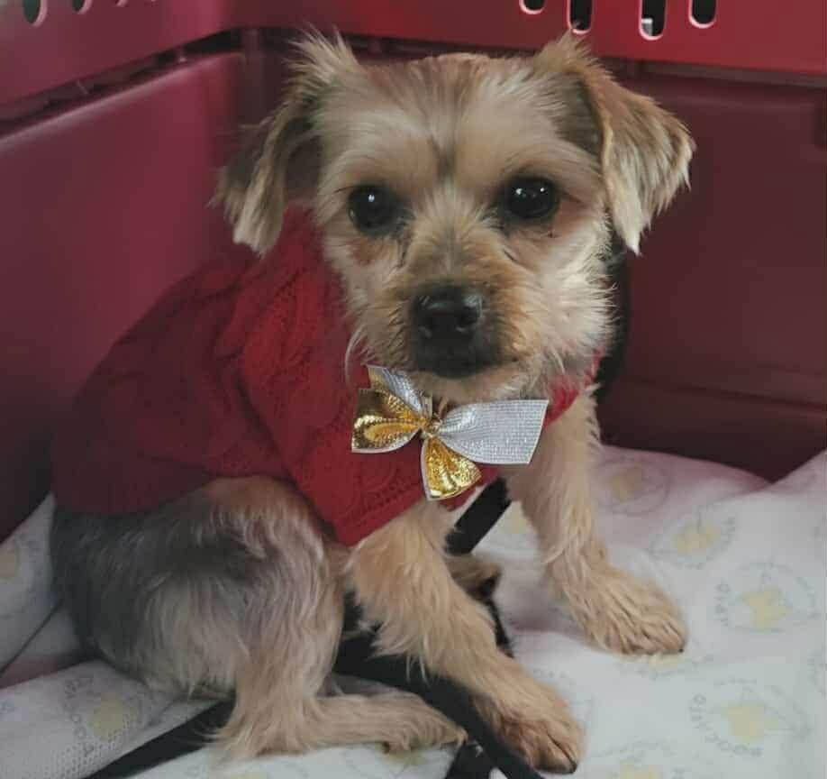 Enlarge Bree, a Adopted Yorkshire Terrier in Etobicoke, ON image 1/3