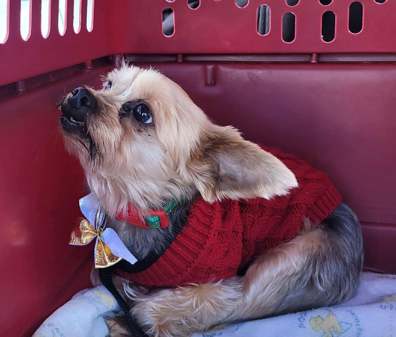 Enlarge Bree, a Adopted Yorkshire Terrier in Etobicoke, ON image 2/3