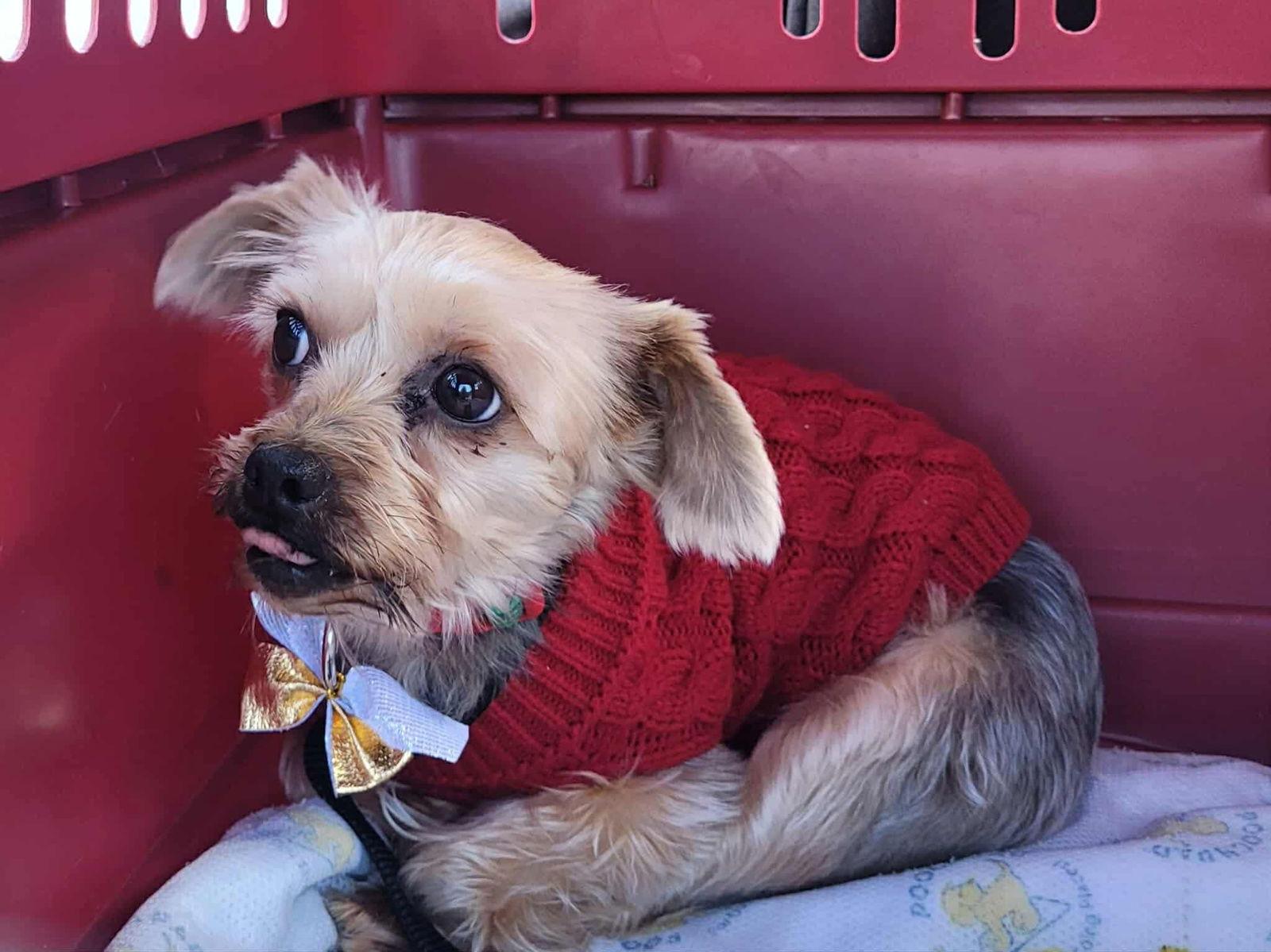 Bree, a Adoptable Yorkshire Terrier in Etobicoke, ON image 3/3