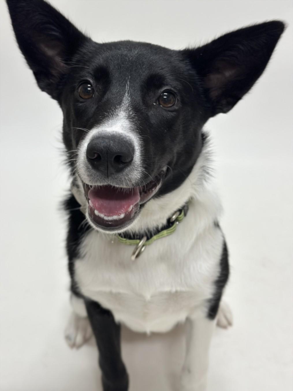 BONNIE, Adoptable, Puppy Female Border Collie.