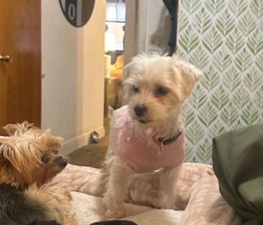 Enlarge Tulsa, a ADOPTABLE Maltese in Hamburg, NY image 4/5