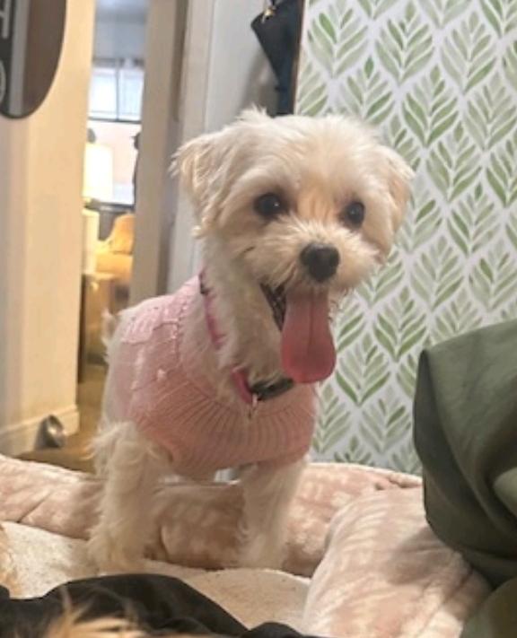 Enlarge Tulsa, a ADOPTABLE Maltese in Hamburg, NY image 1/5