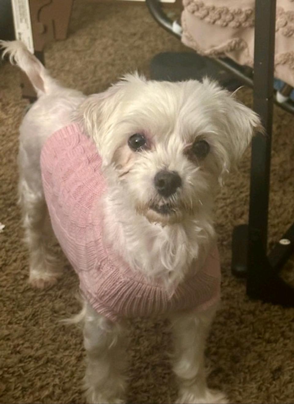 Enlarge Tulsa, a ADOPTABLE Maltese in Hamburg, NY image 5/5