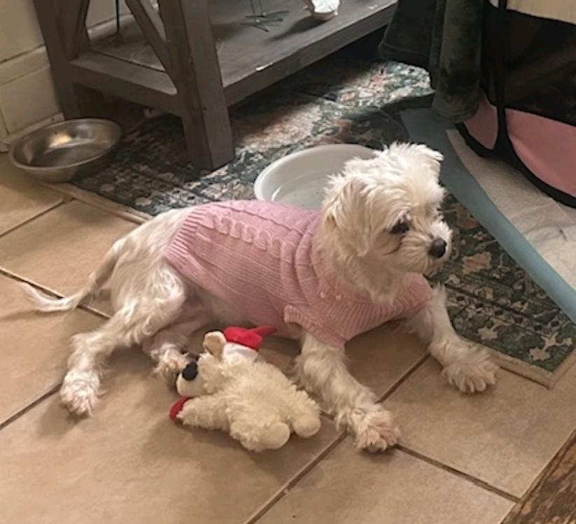 Enlarge Tulsa, a ADOPTABLE Maltese in Hamburg, NY image 3/5