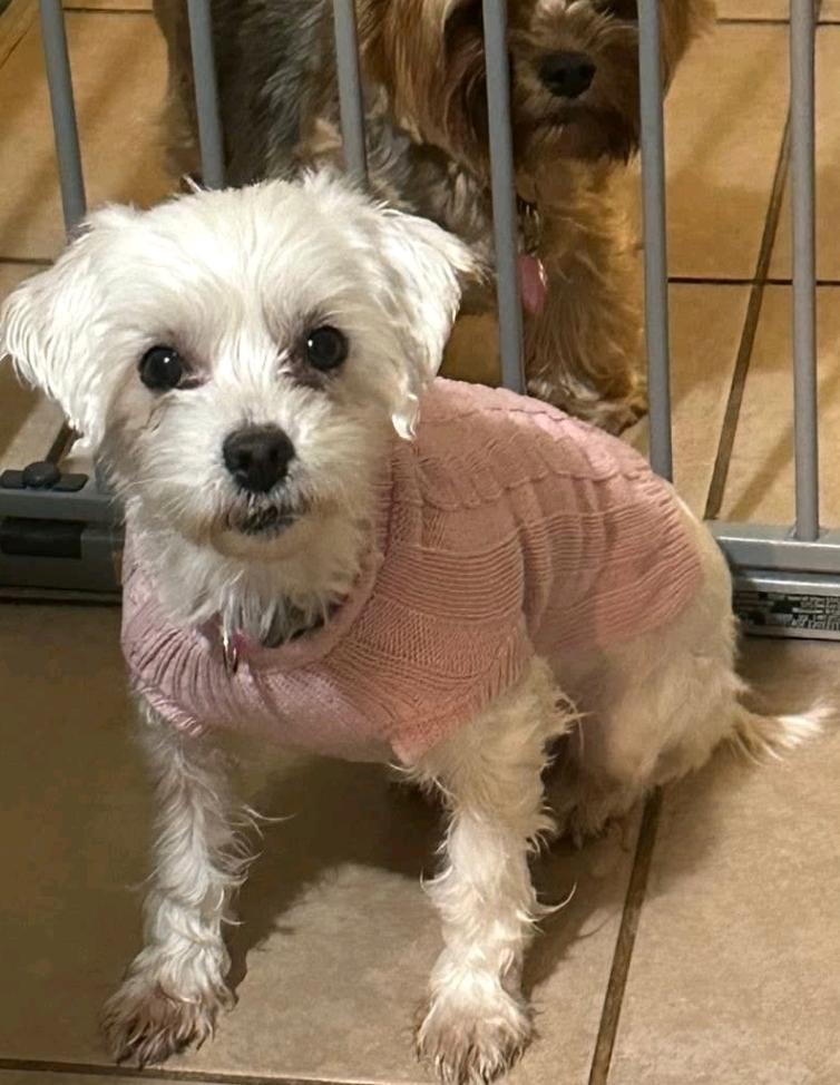 Enlarge Tulsa, a ADOPTABLE Maltese in Hamburg, NY image 2/5