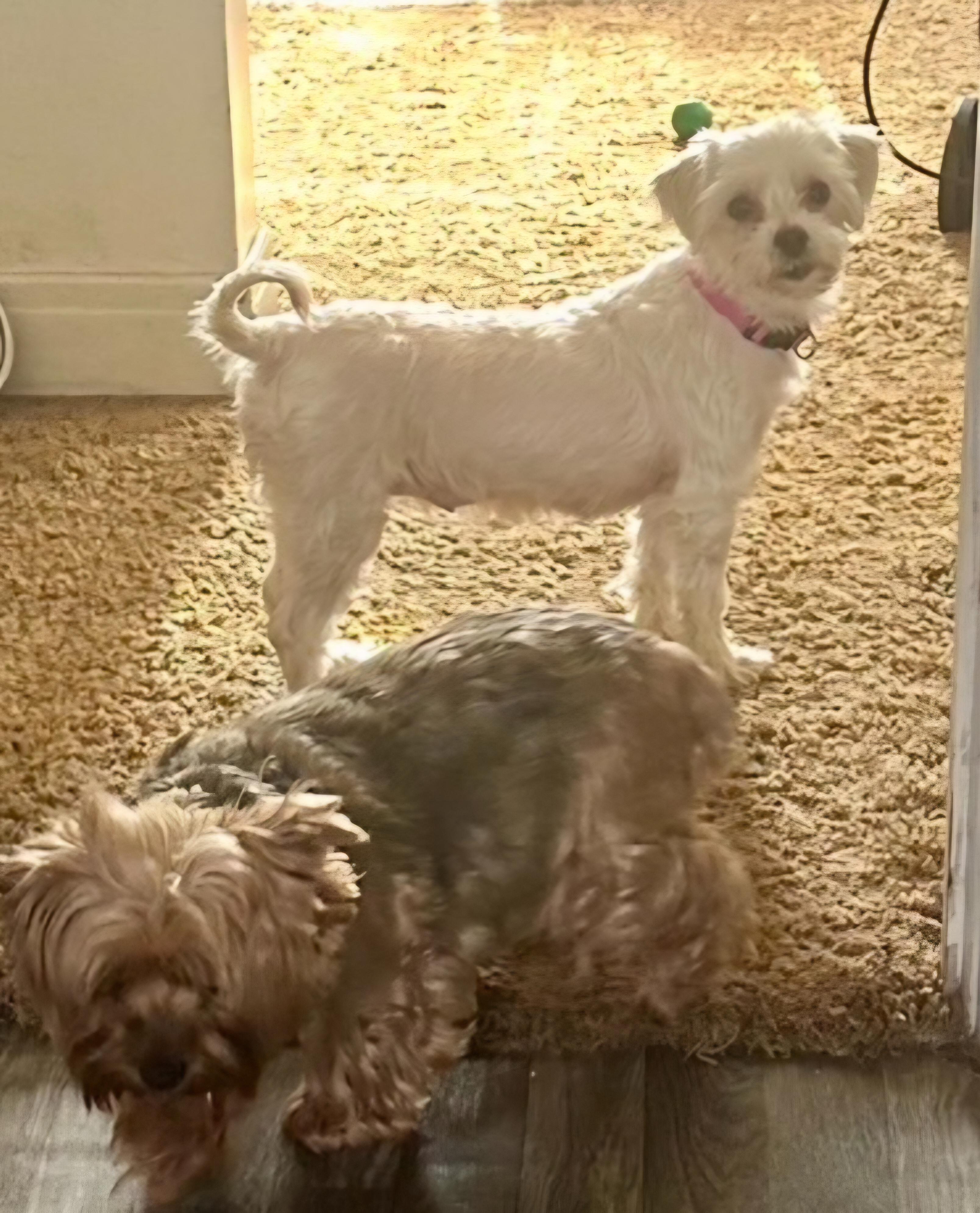 Tulsa-maltese, an adopted Maltese in Hamburg, NY image 6/6