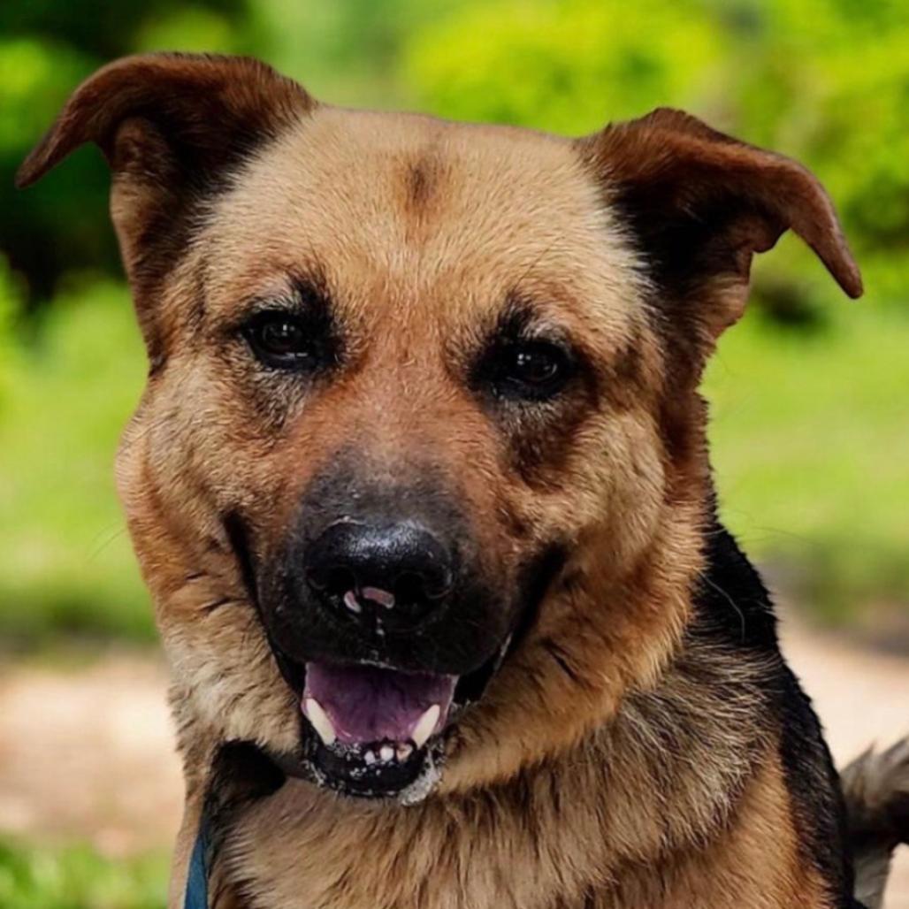 Enlarge Rio, a Adoptable Mixed Breed in Hemet, CA image 1/1