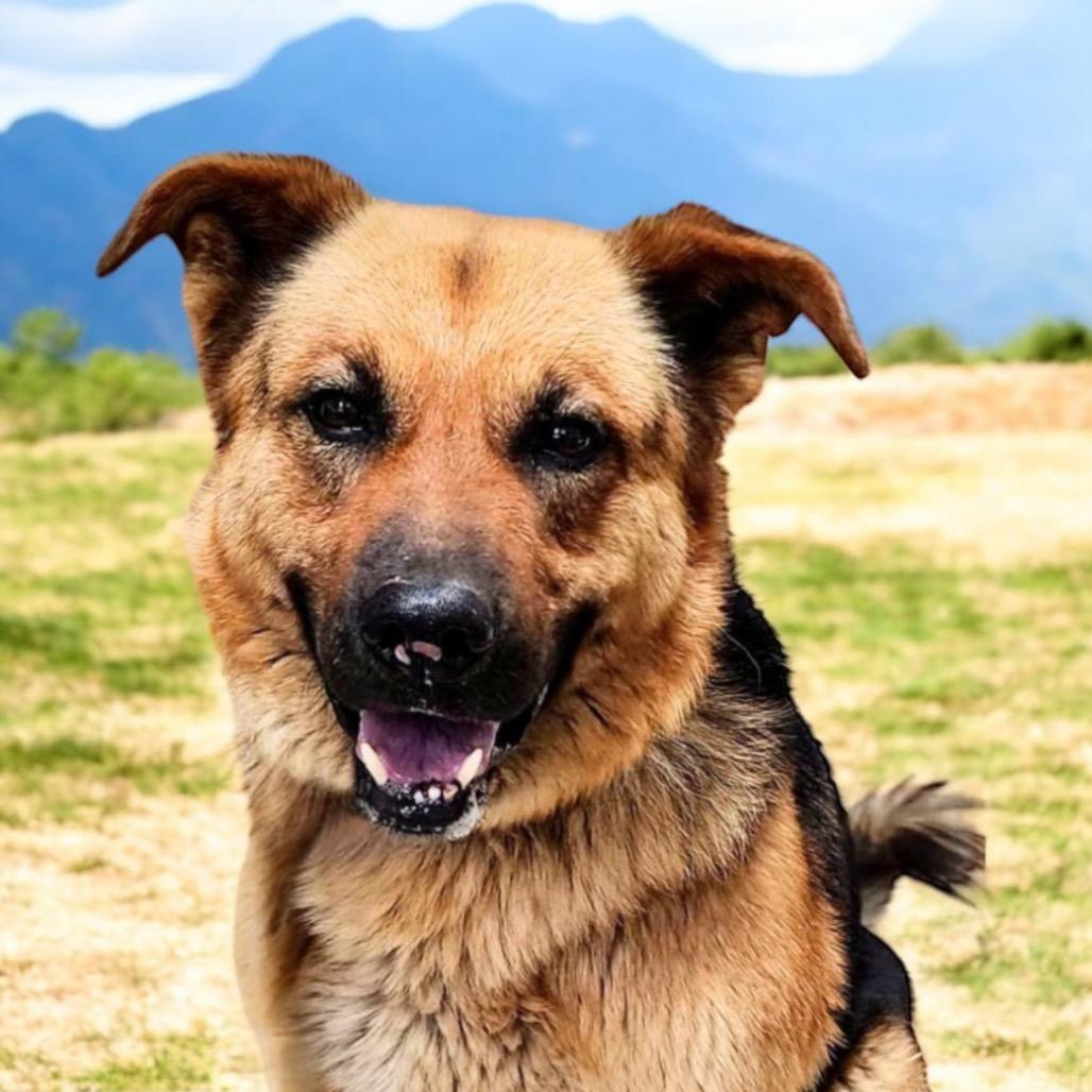 Enlarge Rio, a Adoptable Mixed Breed in Hemet, CA image 1/1