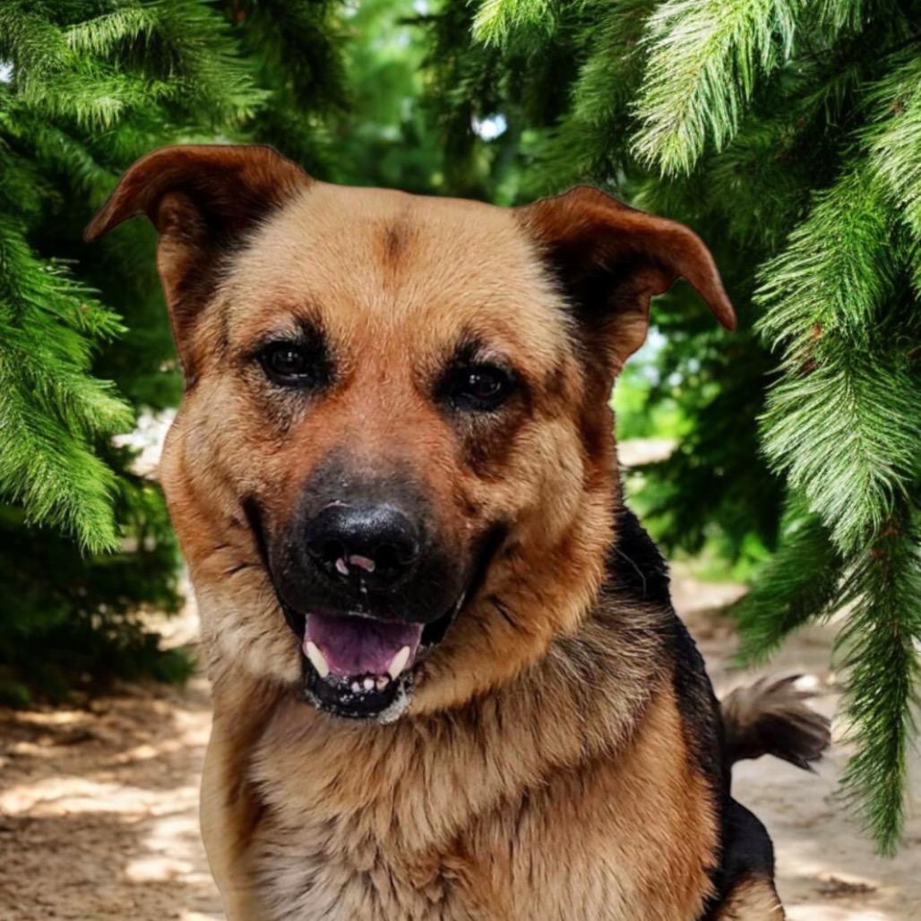 Enlarge Rio, a Adoptable Mixed Breed in Hemet, CA image 1/1