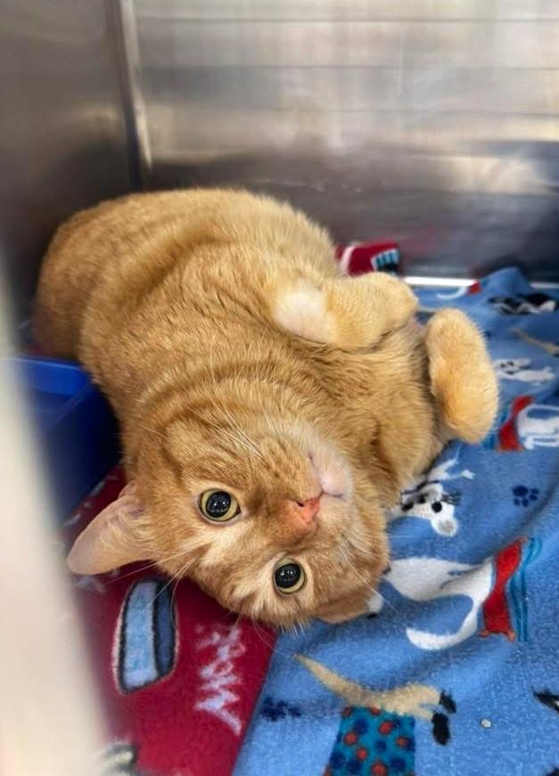 Herman - Courtesy Post @ Dix Animal Hospital, ADOPTABLE, Adult Male Tabby.