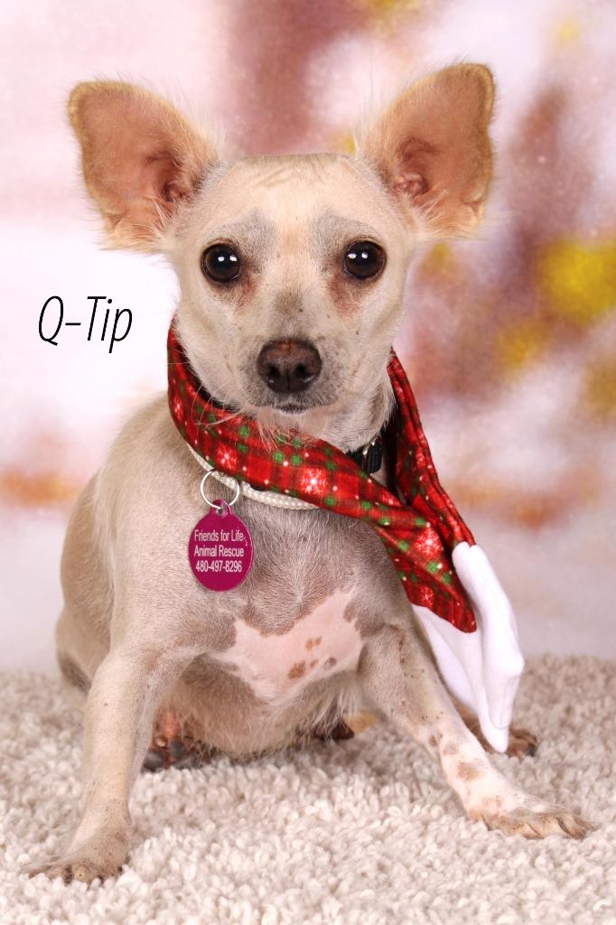 Q-tip, Adoptable, Adult Female Chihuahua & Shepherd.