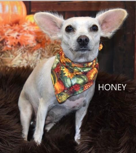 Q-tip, a Adoptable mixed breed in Gilbert, AZ image 2/2