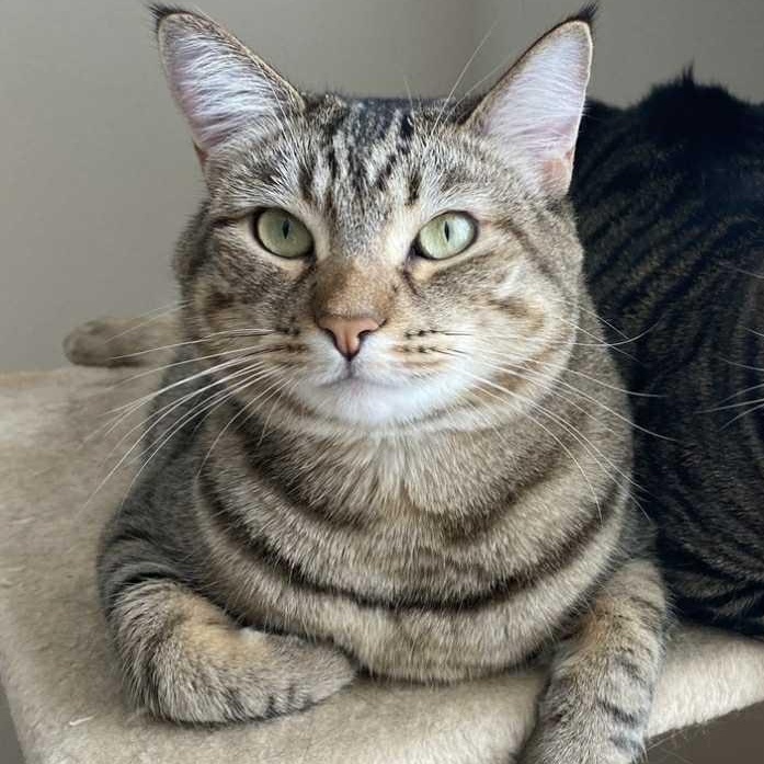 Lolo (Bonded w/Percy)   ***Community Courtesy Post***, Adoptable, Adult Female Domestic Short Hair.