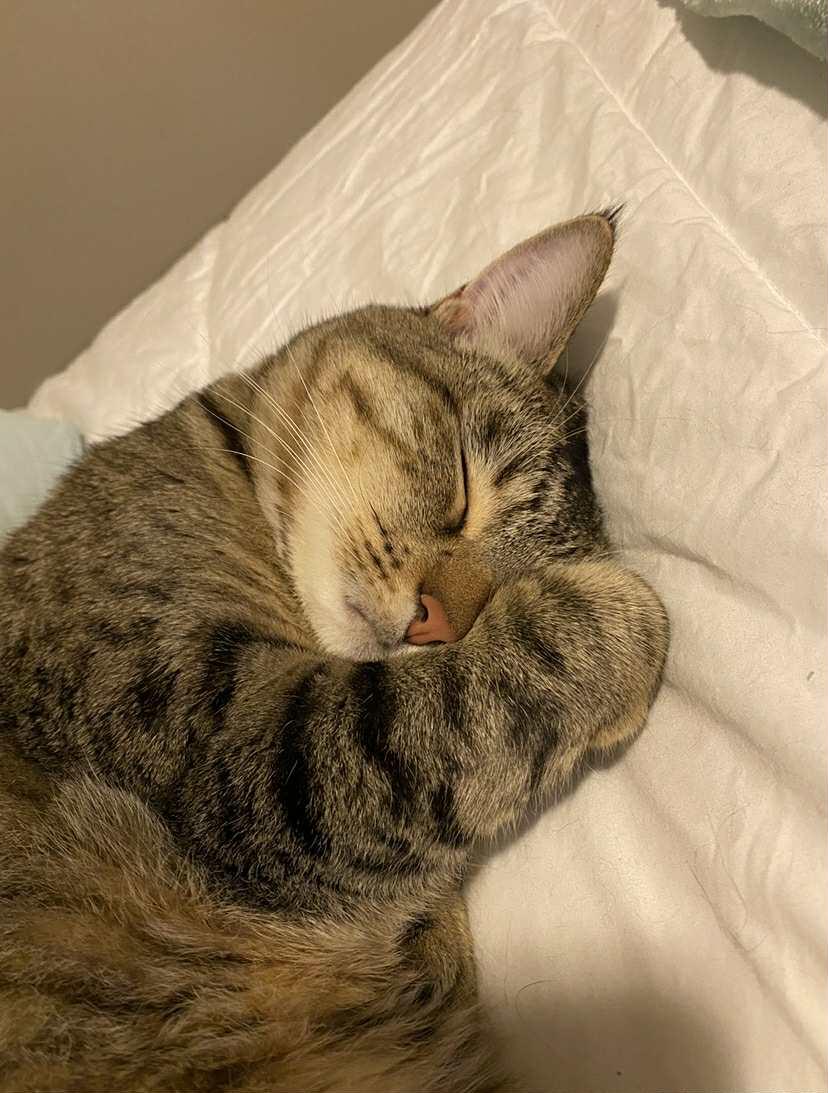 Lolo (Bonded w/Percy) ***Community Courtesy Post***, a Adoptable mixed breed in Queen Creek, AZ image 2/4