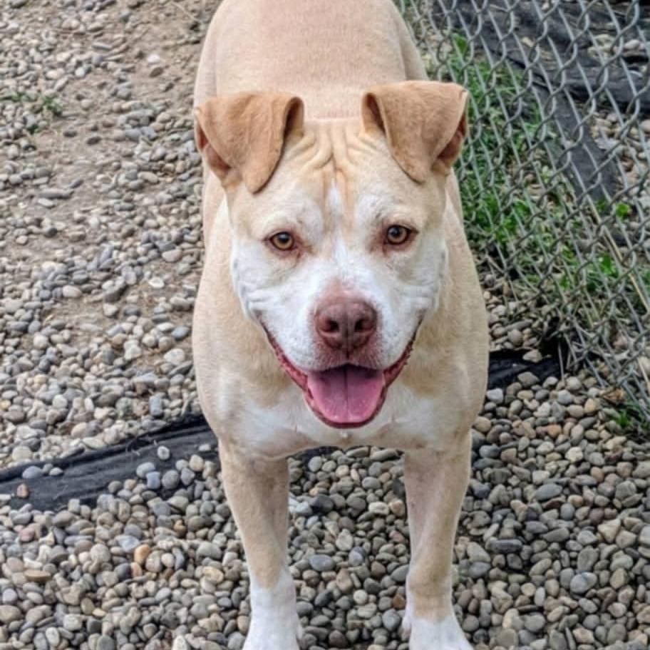 Nash, Adoptable, Adult Male Mixed Breed & Mixed Breed.