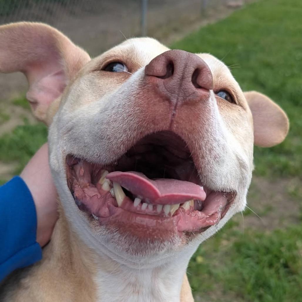 Nash, a Adoptable mixed breed in Jeffersonville, IN image 2/6