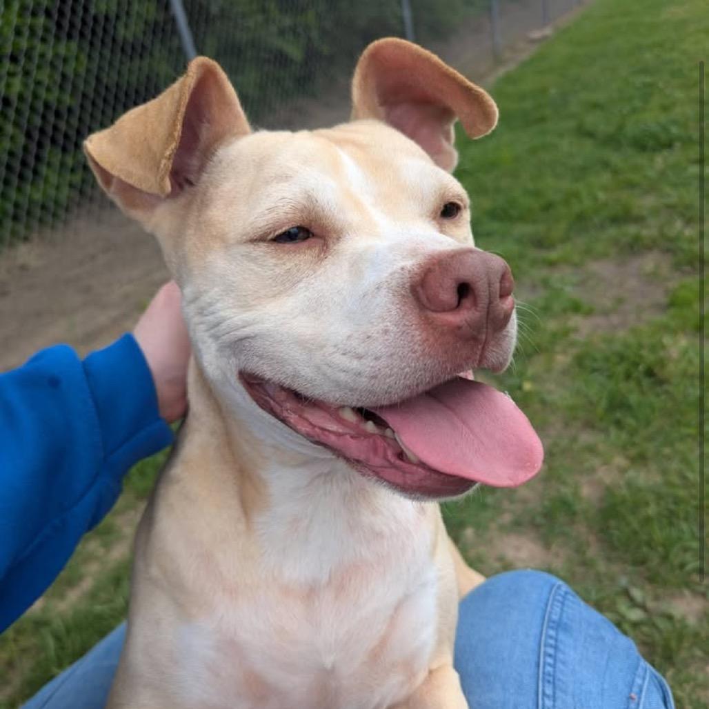 Nash, a Adoptable mixed breed in Jeffersonville, IN image 3/6