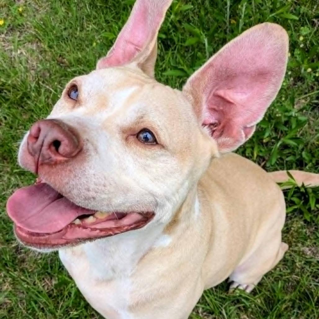 Nash, a Adoptable mixed breed in Jeffersonville, IN image 4/6
