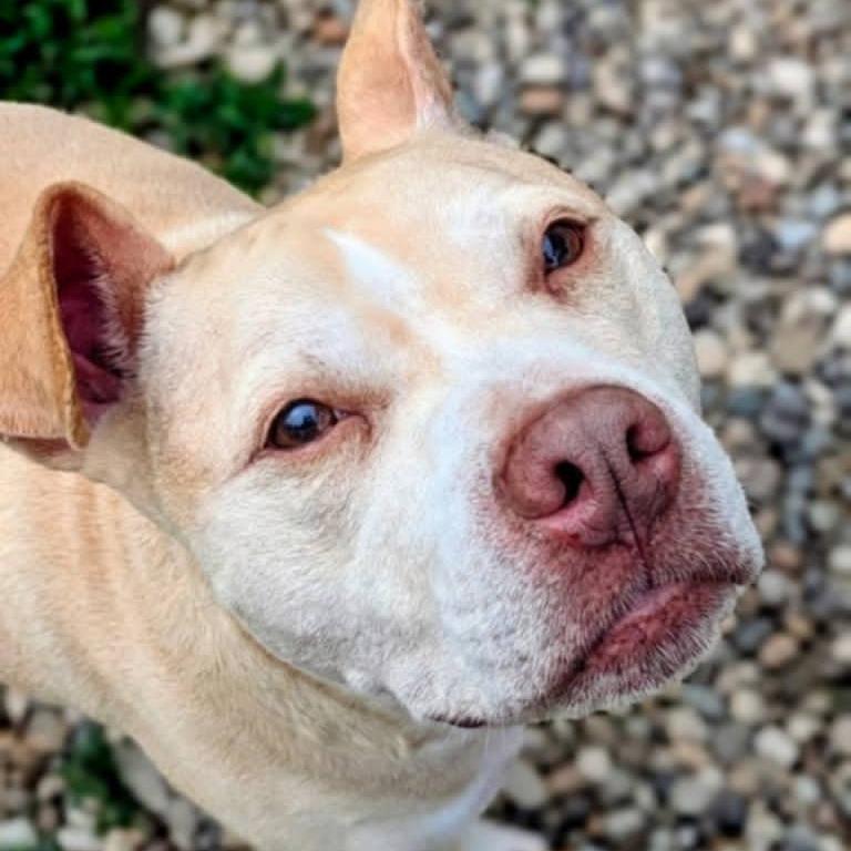 Nash, a Adoptable mixed breed in Jeffersonville, IN image 5/6