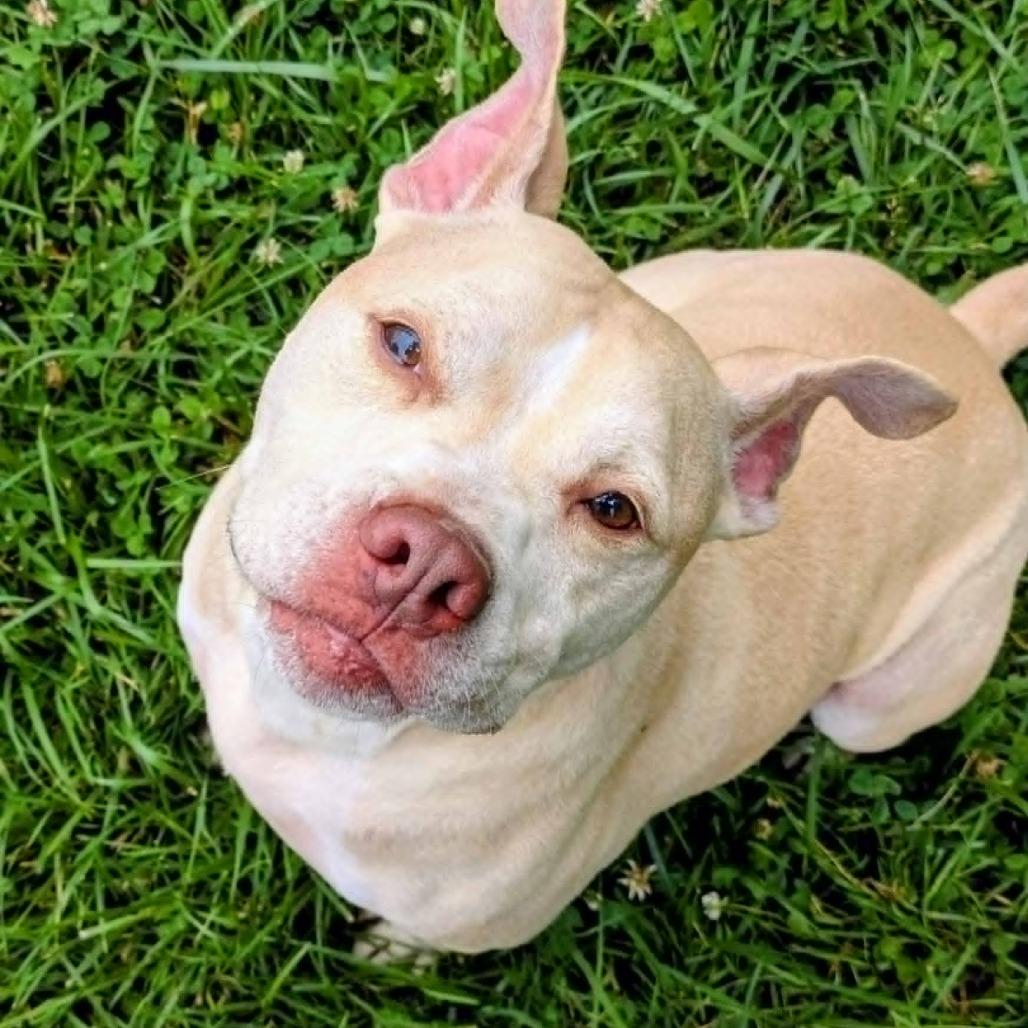 Nash, a Adoptable mixed breed in Jeffersonville, IN image 6/6
