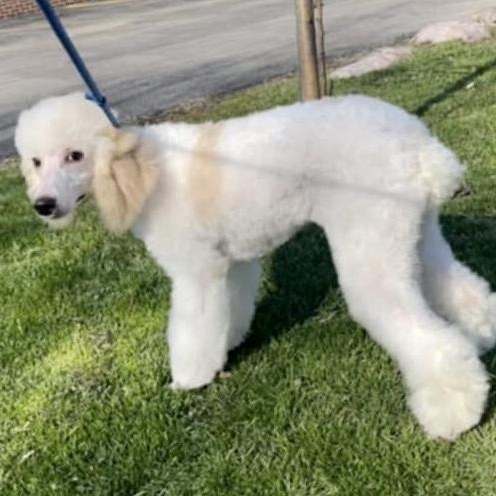 Marshmallo thumbnail 3