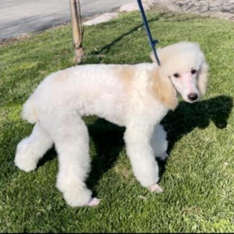 Marshmallo thumbnail 5