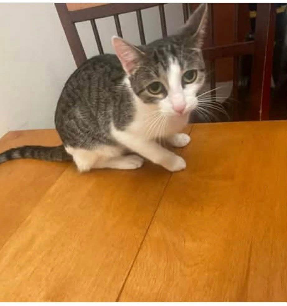 Emily, Adoptable, Young Female Domestic Short Hair.