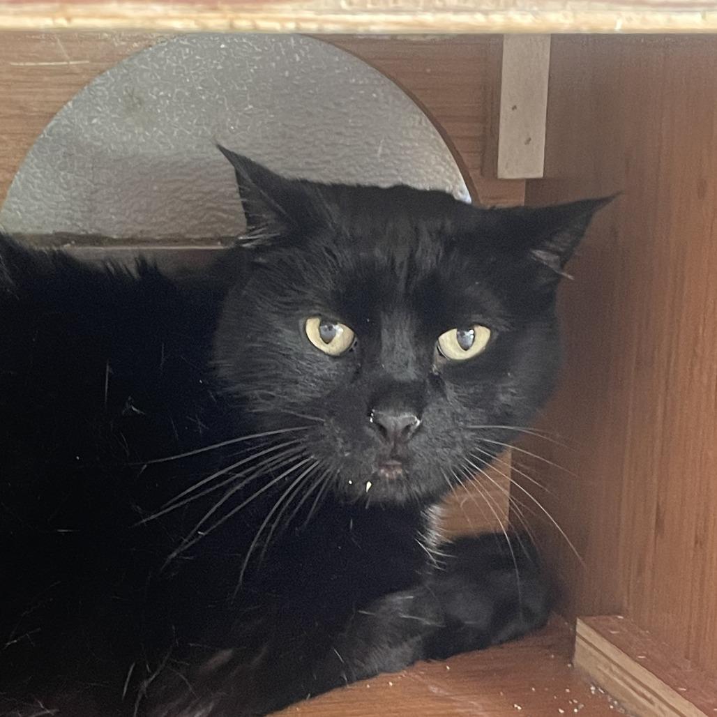 Arlo, Adoptable, Senior Male Domestic Medium Hair & Mixed Breed.