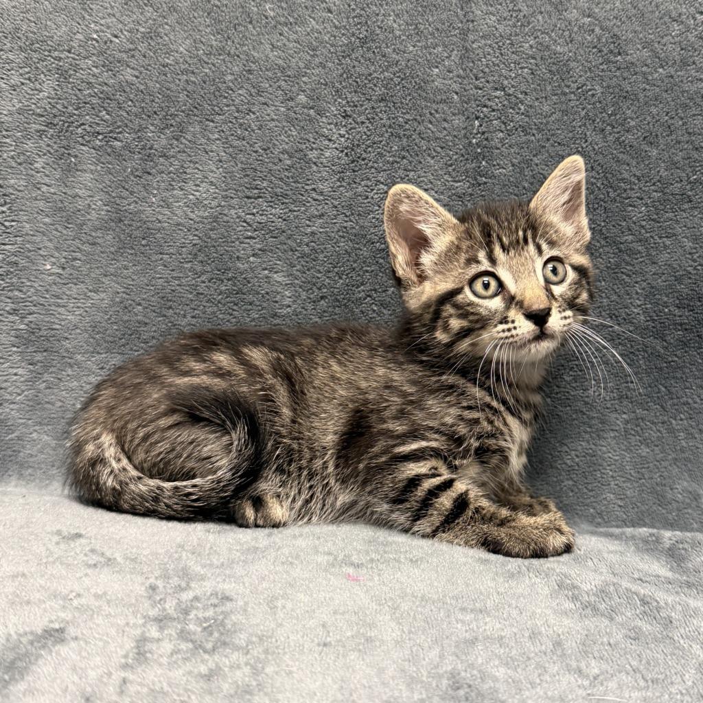 Lennix, a Adoptable mixed breed in Brenham, TX image 2/6