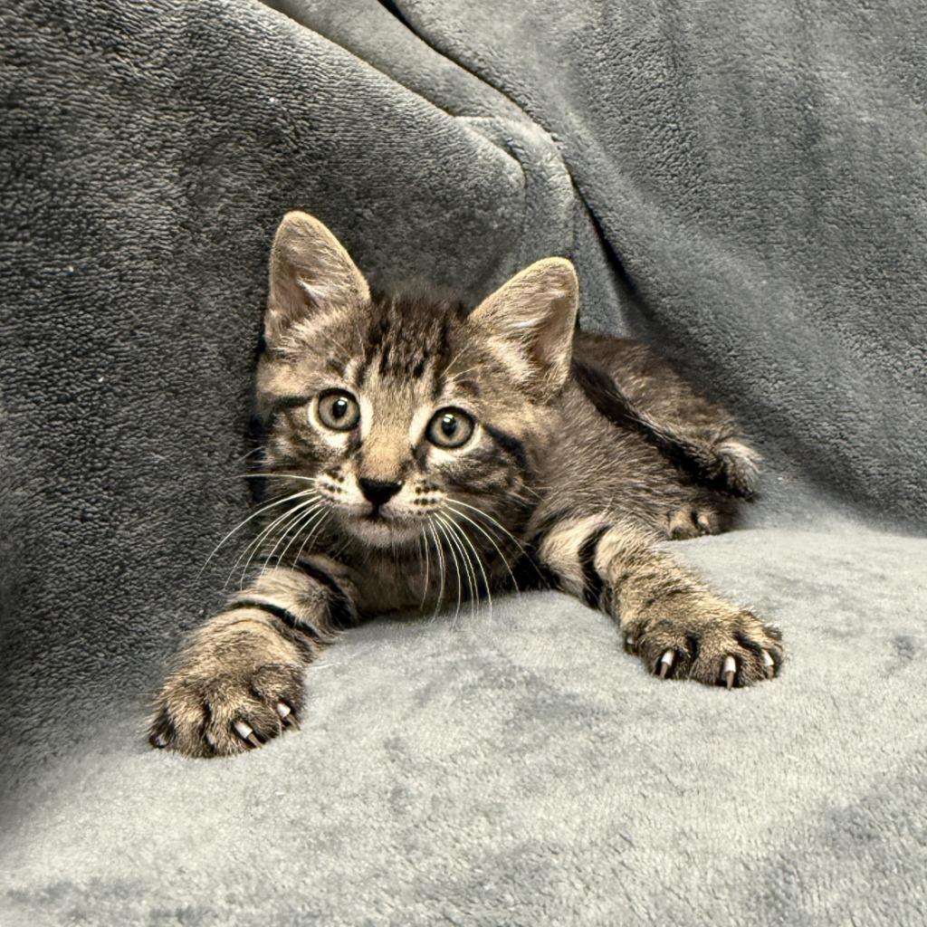 Lennix, a Adoptable mixed breed in Brenham, TX image 3/6