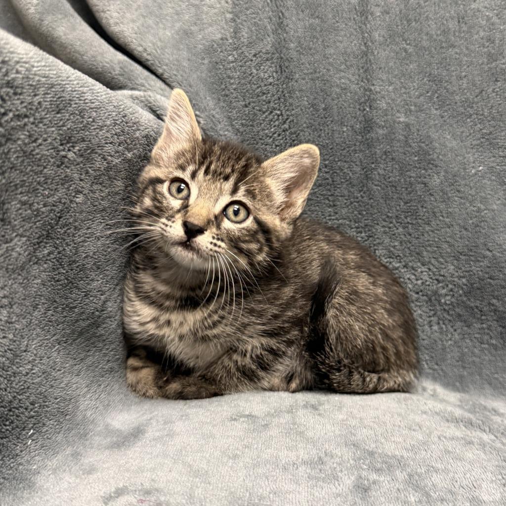 Lennix, a Adoptable mixed breed in Brenham, TX image 4/6