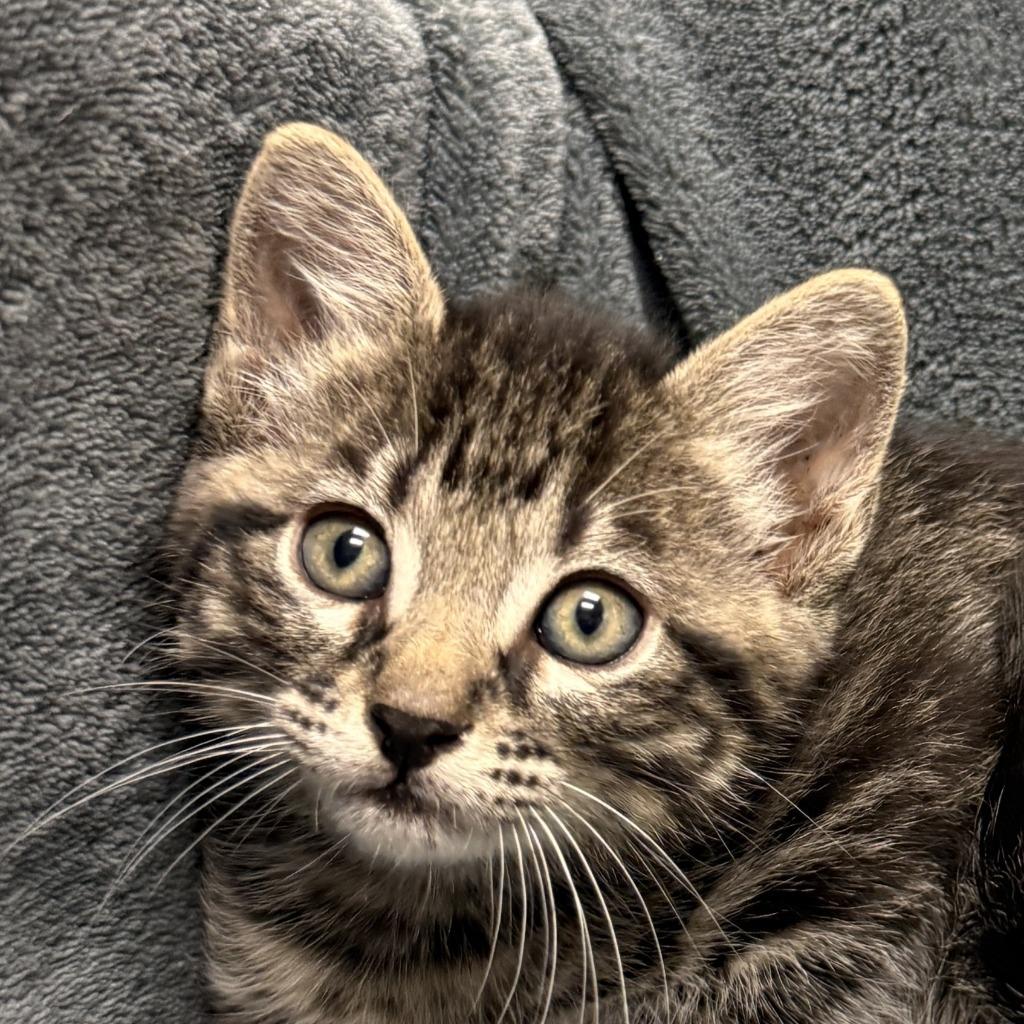 Lennix, Adoptable, Kitten Male Domestic Short Hair.