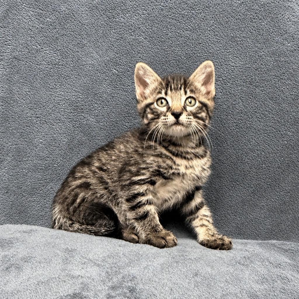 Lennix, a Adoptable mixed breed in Brenham, TX image 5/6