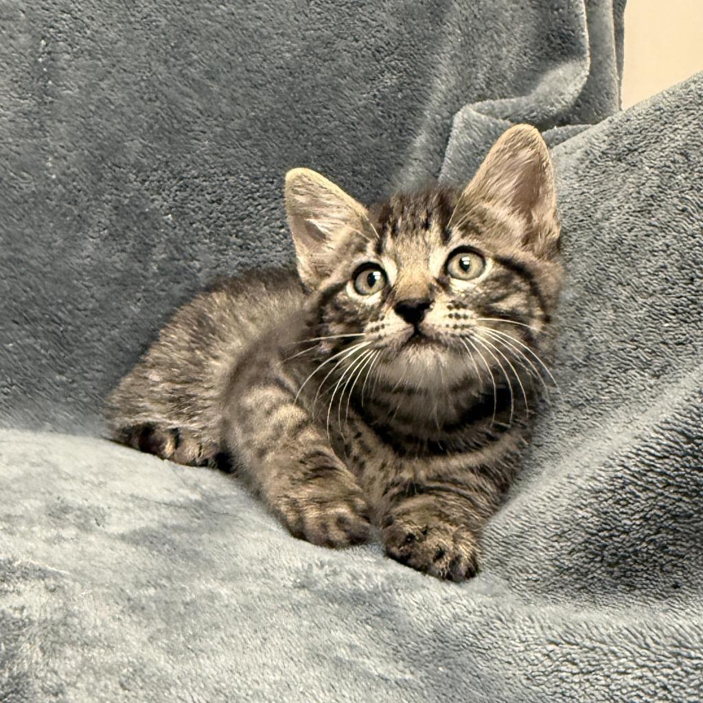 Lennix, a Adoptable mixed breed in Brenham, TX image 6/6