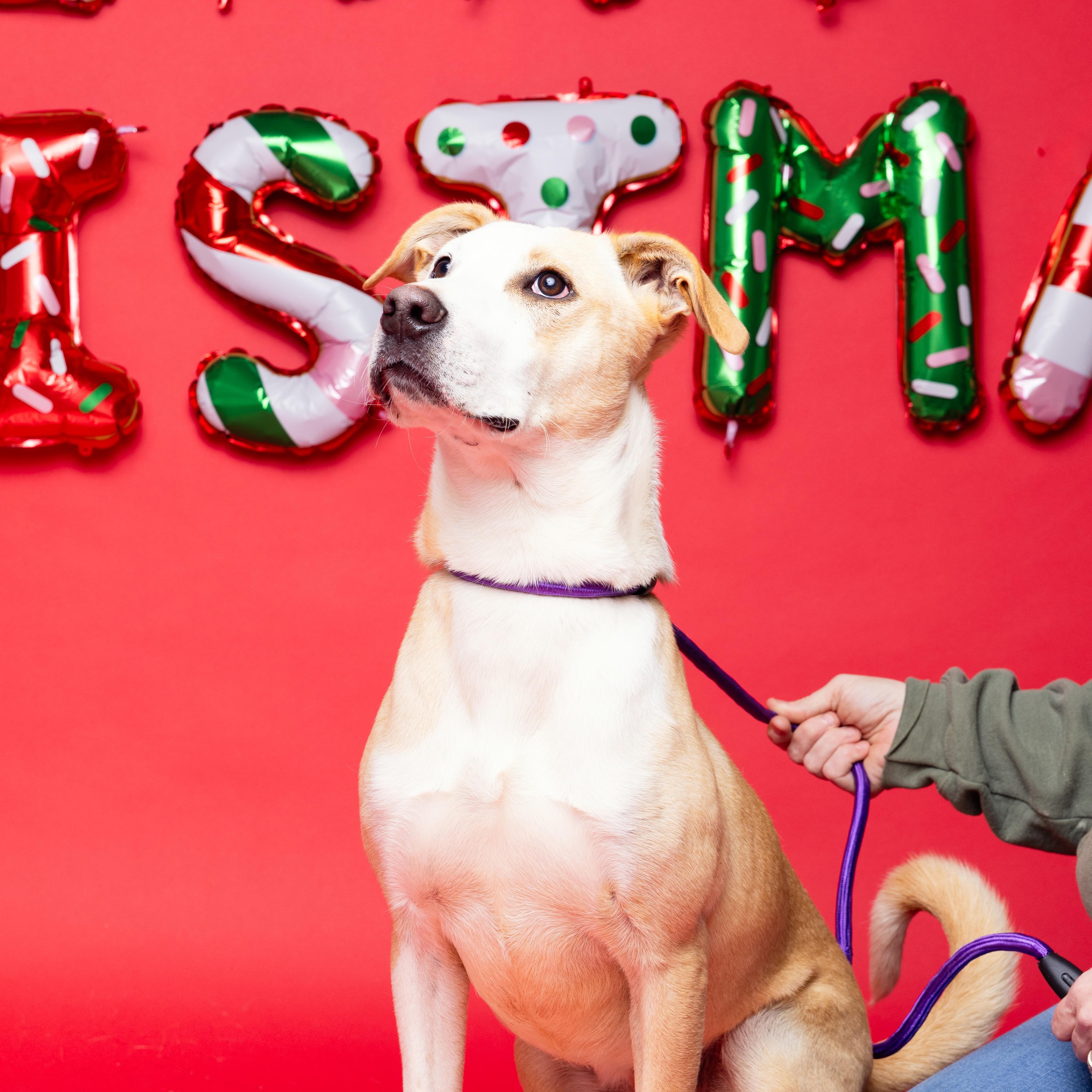 Buffalo Bill — thumbnail 6