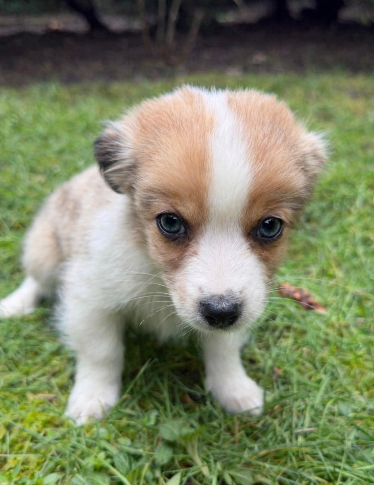 Enlarge Mickey, an adopted Chihuahua in Puyallup, WA image 2/3