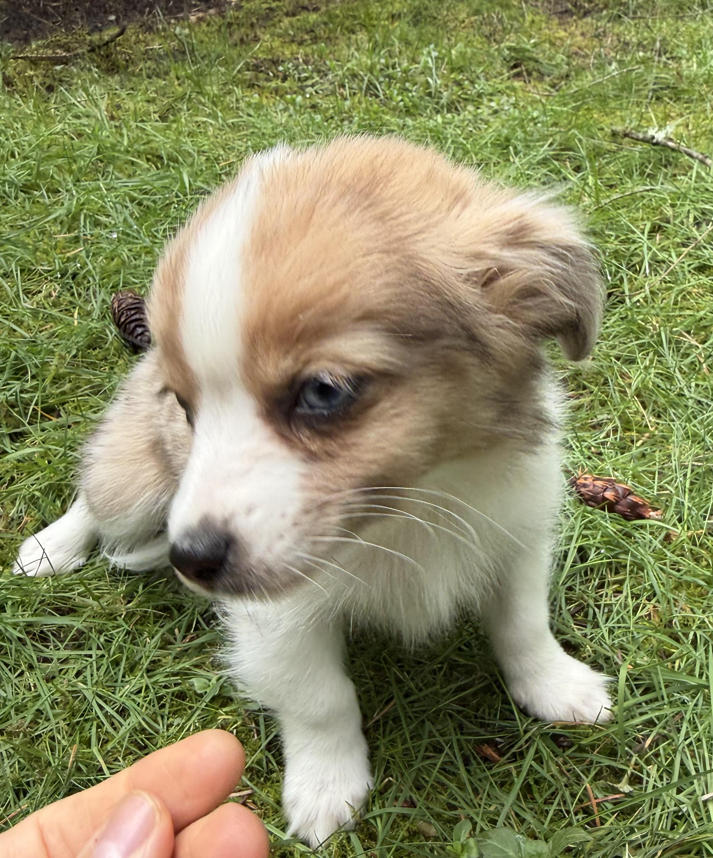 Enlarge Mickey, an adopted Chihuahua in Puyallup, WA image 3/3