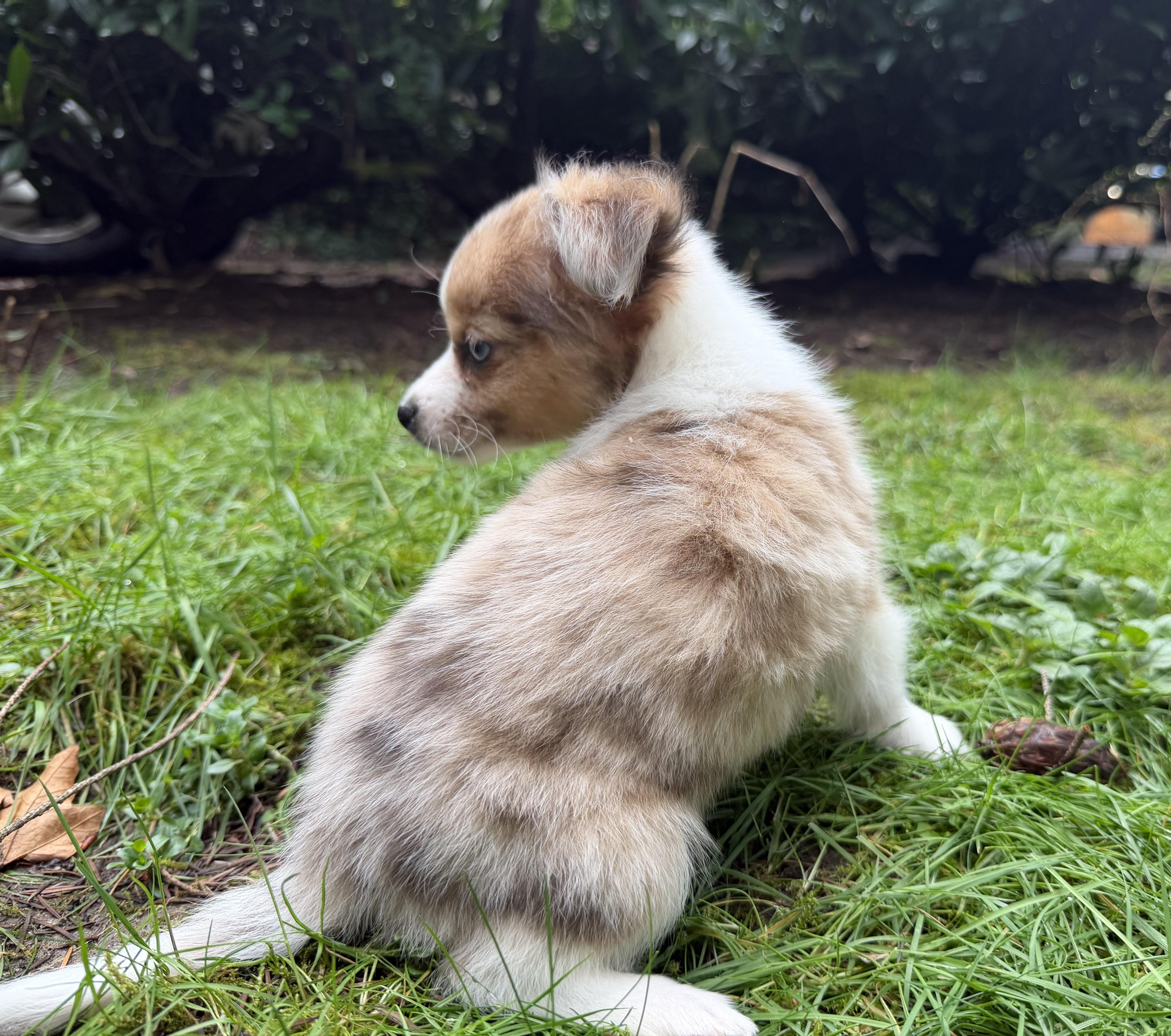 Enlarge Mickey, an adopted Chihuahua in Puyallup, WA image 1/3