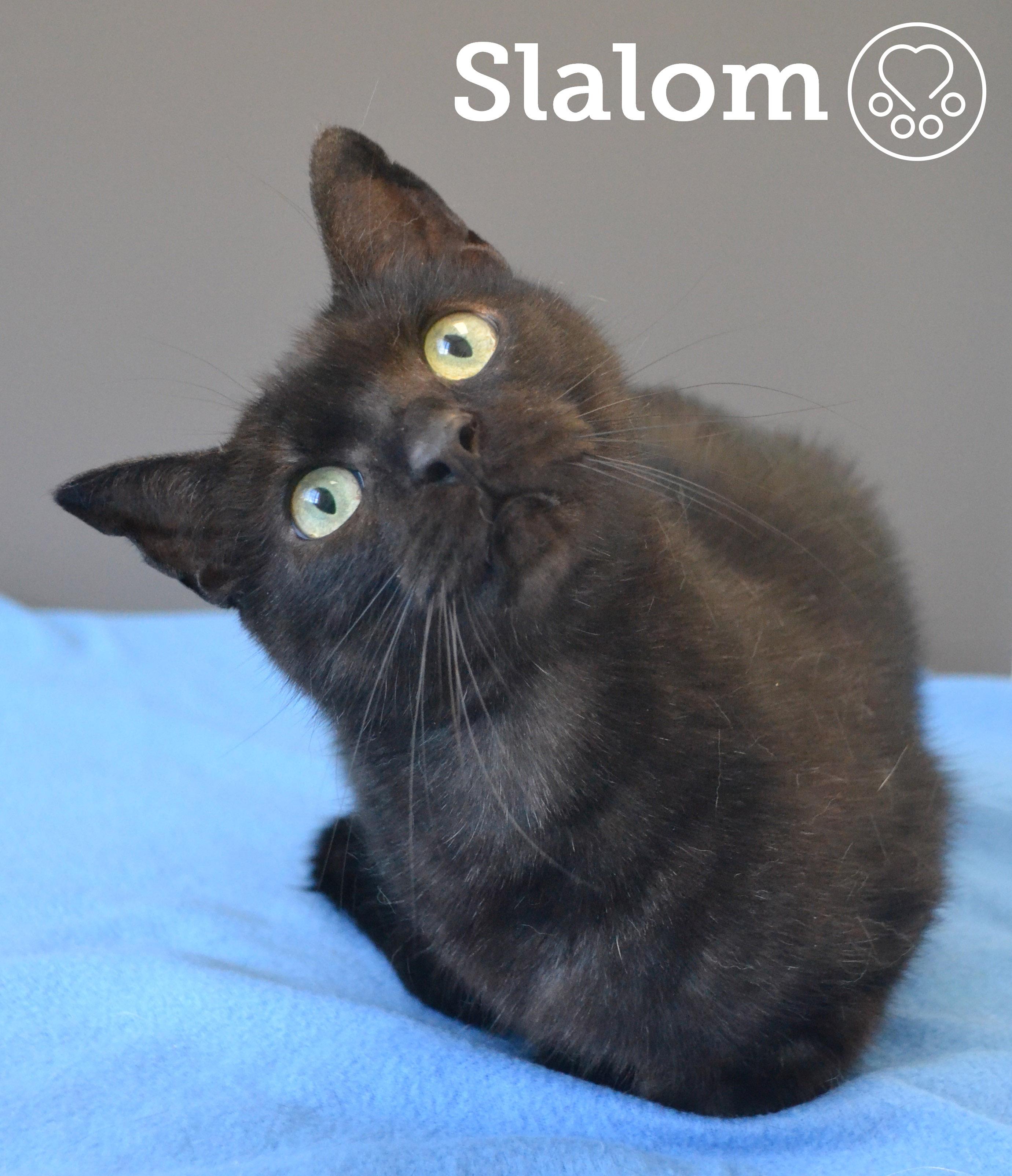 Slalom, a ADOPTABLE Domestic Short Hair in Anjou, QC image 1/3