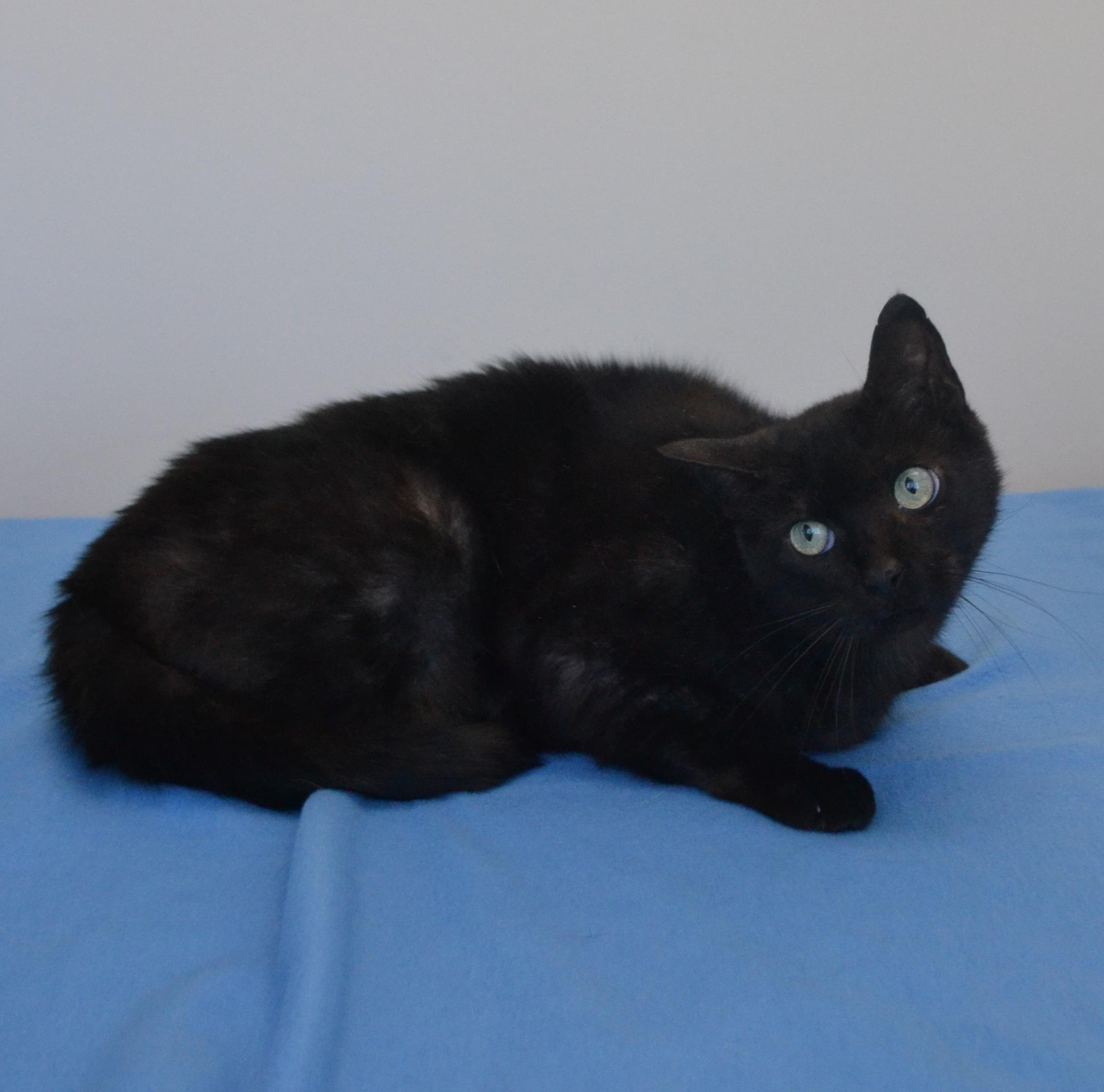 Slalom, a ADOPTABLE Domestic Short Hair in Anjou, QC image 2/3