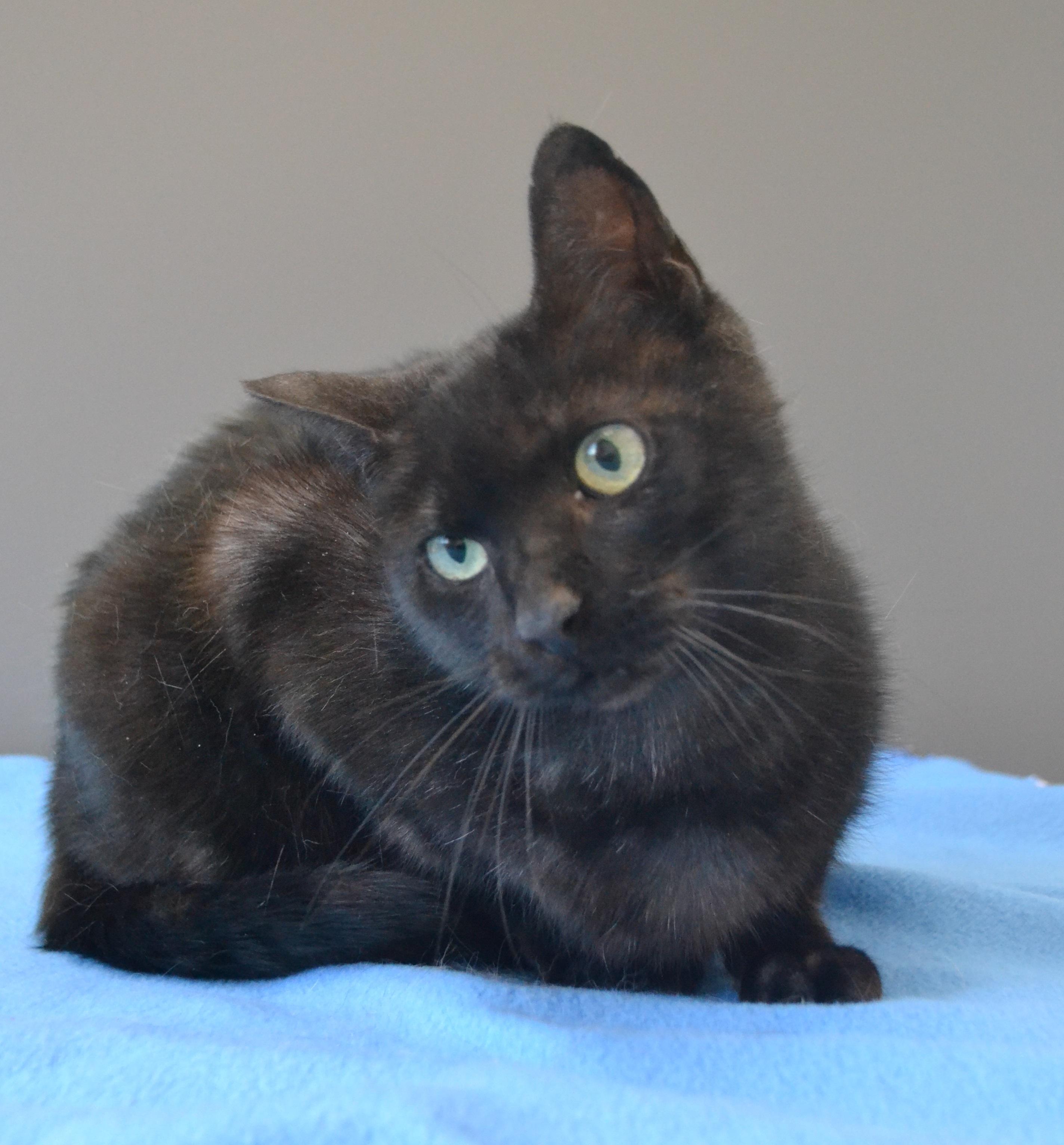 Slalom, a ADOPTABLE Domestic Short Hair in Anjou, QC image 3/3