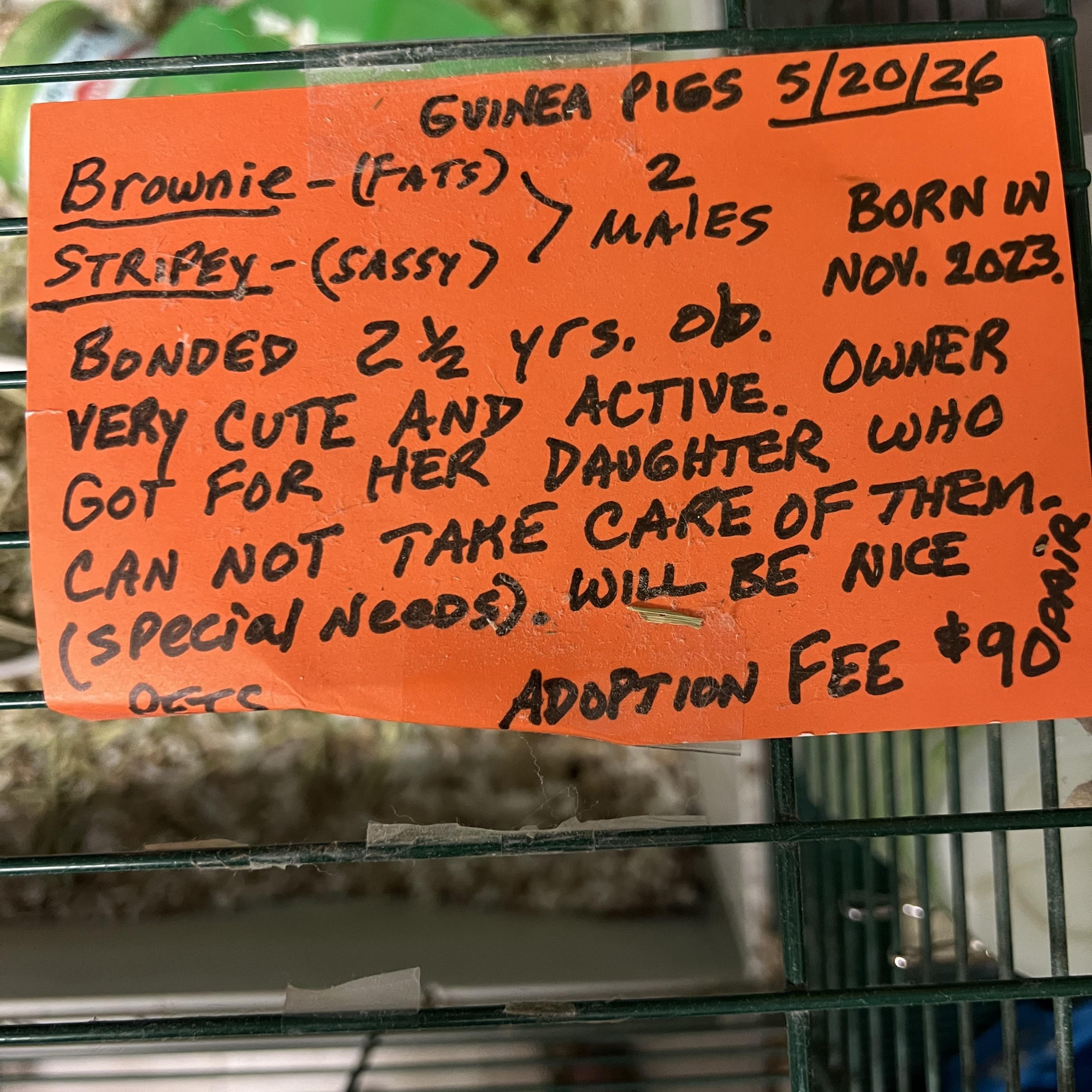 Enlarge Stripey and Brownie, a ADOPTABLE Guinea Pig in Hillsborough, NJ image 2/3