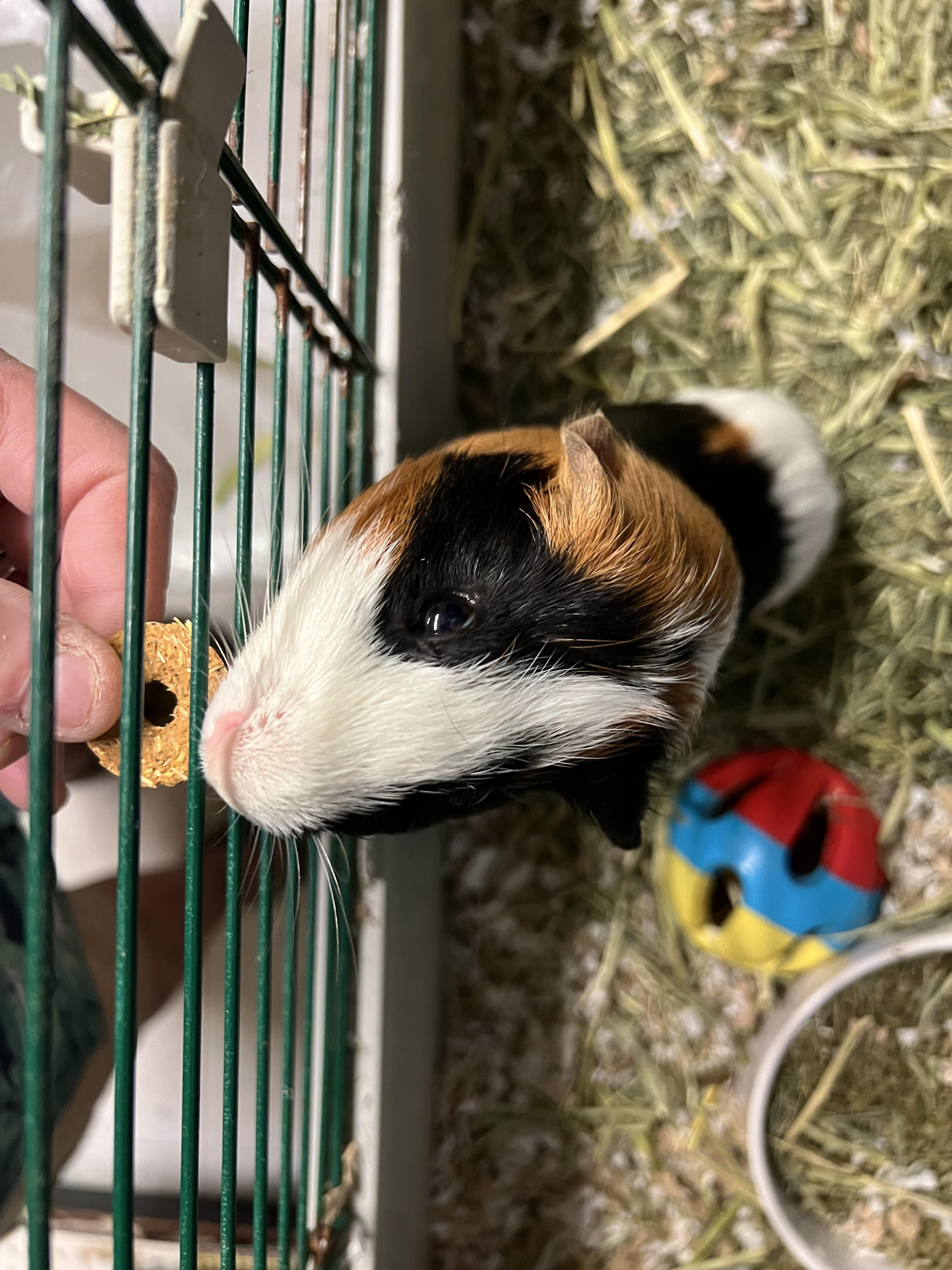 Enlarge Stripey and Brownie, a ADOPTABLE Guinea Pig in Hillsborough, NJ image 3/3