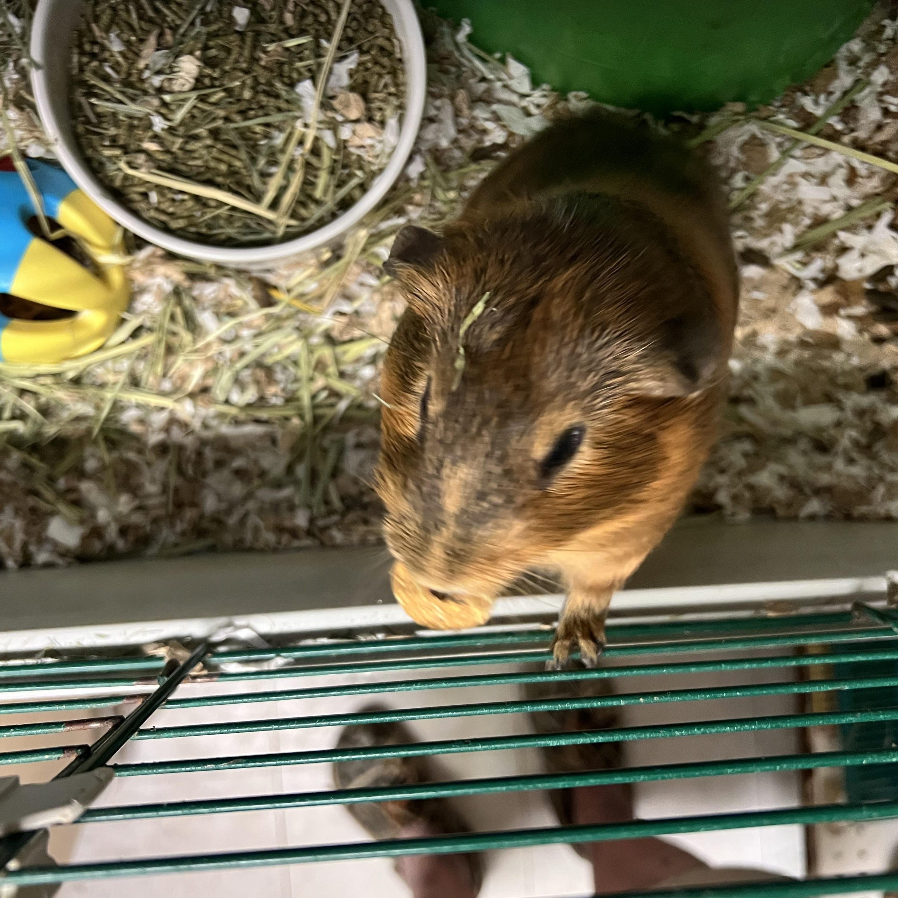 Enlarge Stripey and Brownie, a ADOPTABLE Guinea Pig in Hillsborough, NJ image 1/3