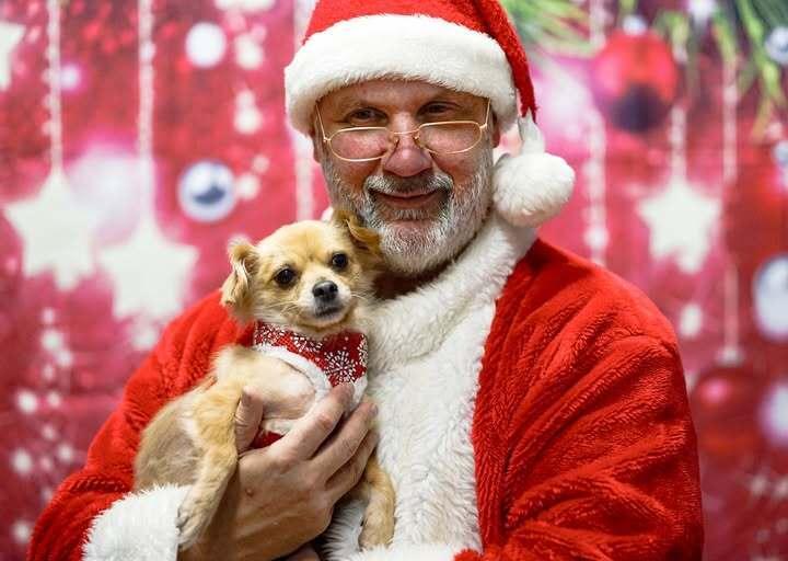 Enlarge Daisy, a Adoptable mixed breed in Milton, GA image 1/6